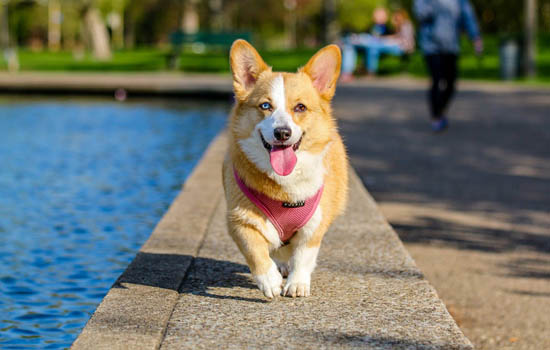 小狗得了犬瘟怎么治疗