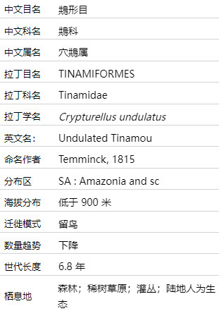 波斑穴䳍介绍及图片 波斑穴䳍是什么鸟