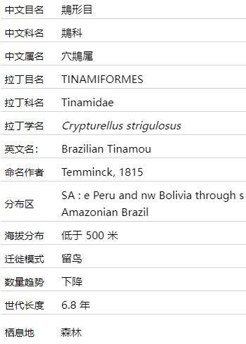 巴西穴䳍介绍及图片 巴西穴䳍是什么鸟